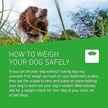 Frontline Plus Flea & Tick Treatment for Medium Dogs (10–20kg) – 6 Pipettes, Pack of 12 | Vet-Recommended Protection