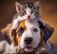 Pet Supplies